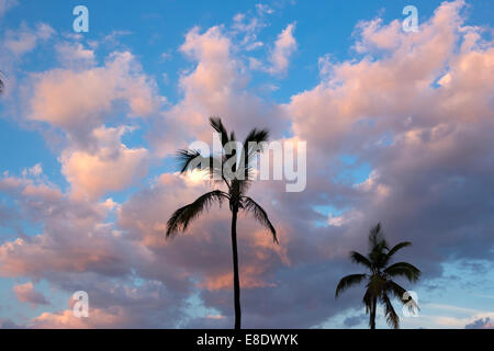 PALM BÄUME GESCHWOLLENEN WOLKEN LUMMUS PARK SOUTH BEACH MIAMI BEACH FLORIDA USA Stockfoto