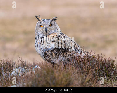 Westlichen sibirischen Uhu [Bubo Bubo Sibericus] posiert auf einem Felsen im offenen Heidekraut bekleideten Sumpfland. Stockfoto