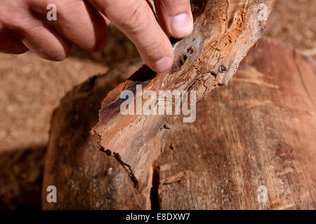 Eine Nahaufnahme von einer Ulme durch Ulmensterben beschädigt. Stockfoto