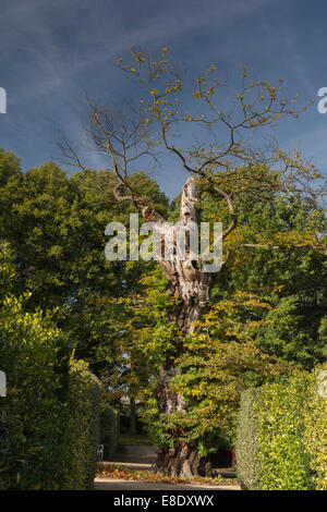 Alten Baum im Herbst mit Gesicht Muster in den Stamm. Stockfoto