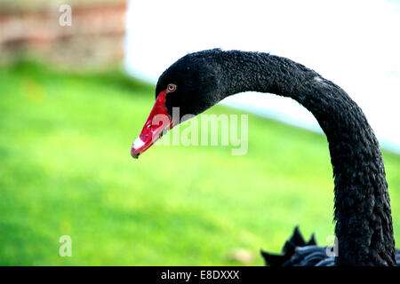 Black Swan Cygnus olor in Oakfield Herrschaft, Raphoe, County Donegal, Irland, Europa Stockfoto