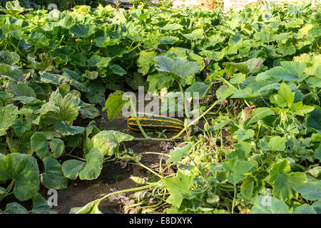 Der Küchengarten auf der Rückseite des 18. Jahrhundert georgischen Dekanat, Oakfield Herrschaft, Raphoe, County Donegal, Irland, Europa Stockfoto