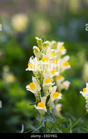 Linaria Vulgaris. Gemeinsamen Leinkraut Blumen. Stockfoto