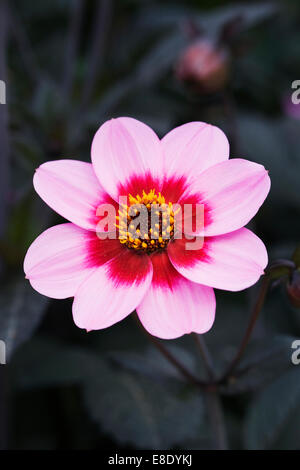 Dahlie "Glücklich einzigen Wink". Rosa Dahlie Collarette. Stockfoto