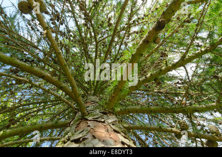 frischen üppigen Grüns sommergrüne Lärche Baum schwer beladen mit vielen reifen Zapfen auf Reihen von Ästen nach oben zeigend Stockfoto