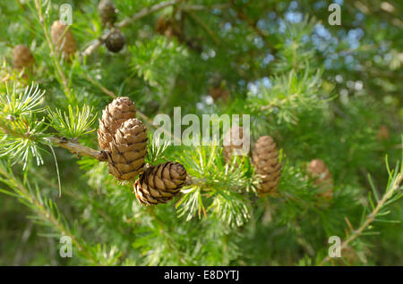 frischen üppigen Grüns sommergrüne Lärche Baum schwer beladen mit vielen reifen Zapfen auf Reihen von Ästen nach oben zeigend Stockfoto