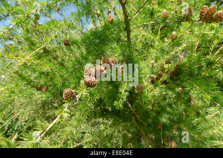 frischen üppigen Grüns sommergrüne Lärche Baum schwer beladen mit vielen reifen Zapfen auf Reihen von Ästen nach oben zeigend Stockfoto