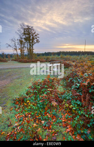 Holzbank auf offene Heidelandschaft. Stockfoto