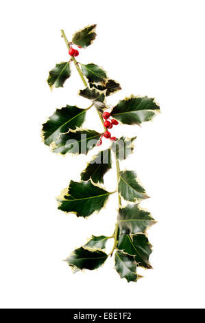Holly mit roten Beeren, isoliert auf weiss Stockfoto