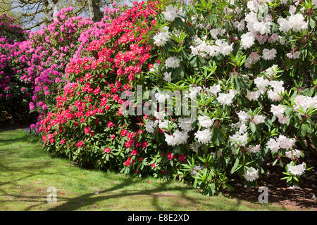 Frühling in Bowood Rhododendron Woodland Gardens, Derry Hill, Calne, Wiltshire, England, Großbritannien Stockfoto