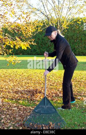 Frau, die gefallenen Blätter in ihrem Garten aufräumen Stockfoto