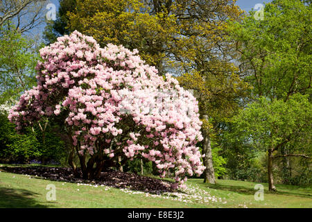 Frühling in Bowood Rhododendron Garden, Derry Hill, Calne, Wiltshire, England, UK Stockfoto