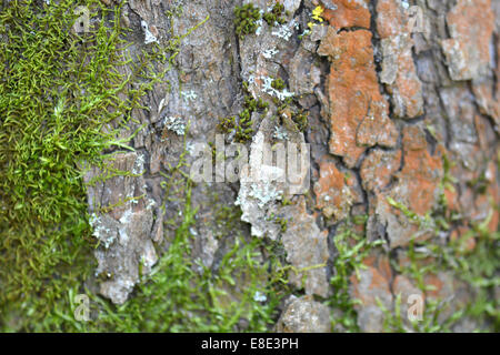 Grunge Holz Textur als Hintergrund, Holz Rinde Stockfoto