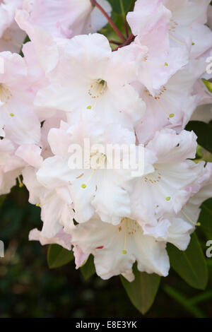 Nahaufnahme einer blassrosa Rhododendronblume in einem englischen Frühlingsgarten, England, Großbritannien Stockfoto