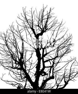 Die Silhouette toter Baum auf isolierten weißen Hintergrund. Stockfoto