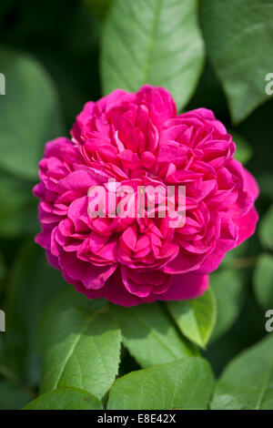 In der Nähe von Rosa de Rescht Blüte in einem Englischen Garten Stockfoto