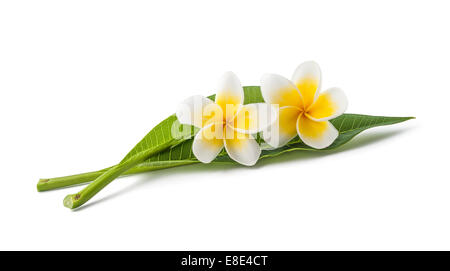 Frangipani Blüten mit Blättern isoliert auf weiss Stockfoto