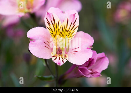 Alstroemeria in eine krautige Grenze. Stockfoto