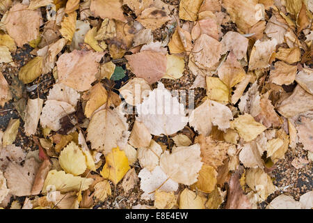 Crunchy Autumn leaves. Stockfoto