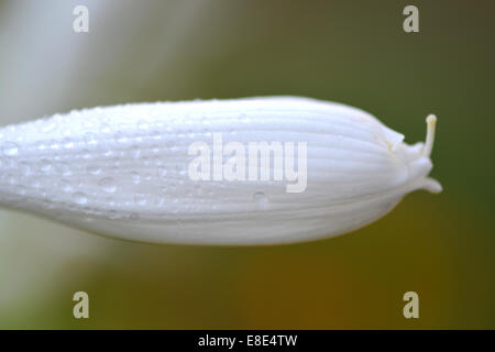 Makro-weiße Blüte mit Wassertropfen Stockfoto