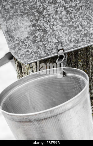 Ahorn-Sap Eimer Closeup auf Bäumen im Frühjahr Stockfoto