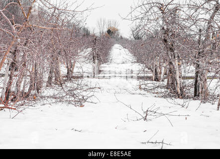 Kleine Apfelbäume im Winter in Québec Stockfoto