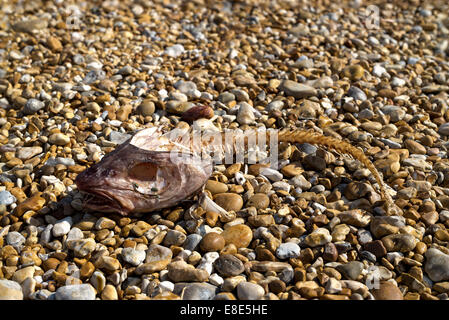 Fisch-Skelett am Kiesstrand Stockfoto