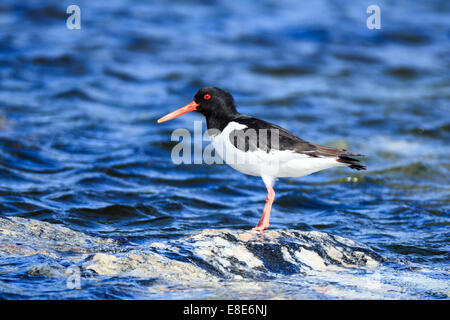 Haematopus Ostralegus, eurasischen Austernfischer. Das Foto wurde im Kandalaksha Golf am Weißen Meer. Russland, Murmansk re Stockfoto