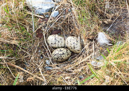 Haematopus Ostralegus, eurasischen Austernfischer. Eiern und Nest. Das Foto wurde im Kandalaksha Golf am Weißen Meer. Russ Stockfoto