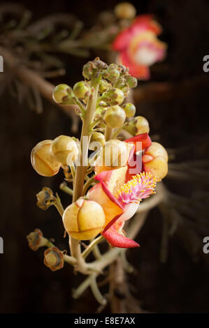 Schöne tropische Kanonenkugel Baum (Couroupita Guianensis) mit erstaunlichen Blume wächst im Regenwald. Thailand Natur staatlich Stockfoto