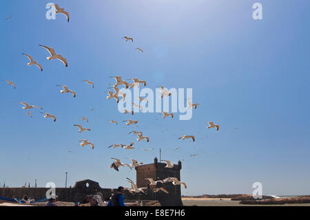 Horizontale Ansicht der Festung in Essaouira mit einer Herde von Möwen an einem sonnigen Tag. Stockfoto