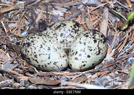 Haematopus Ostralegus, eurasischen Austernfischer. Eiern und Nest. Das Foto wurde im Kandalaksha Golf am Weißen Meer. Russ Stockfoto