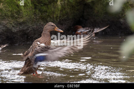 Wilde Ente beim Plantschen im Wasser Hintergrund Stockfoto