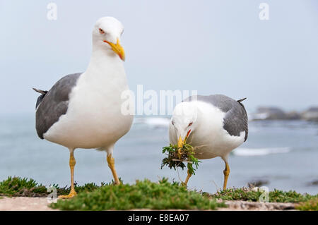 Horizontale Nahaufnahme von einem Zuchtpaar Europäische Silbermöwen, Larus Argentatus, ihr Nest zu schützen. Stockfoto