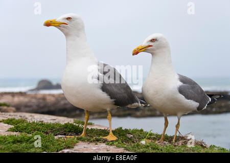 Horizontale Nahaufnahme von einem Zuchtpaar Europäische Silbermöwen, Larus Argentatus, ihr Nest zu schützen. Stockfoto