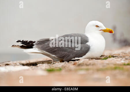 Horizontale Nahaufnahme von einer weiblichen europäischen Silbermöwe, Larus Argentatus, sitzt auf ihrem Nest. Stockfoto