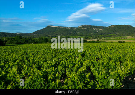 Weinberge, Corconne, Pic Saint Loup, Herault, Frankreich Stockfoto