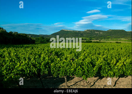 Weinberge, Corconne, Pic Saint Loup, Herault, Frankreich Stockfoto