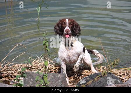 Leber und weißen arbeiten Art Englisch Springer Spaniel Haustier Jagdhund vor Wasser zeigen Stockfoto