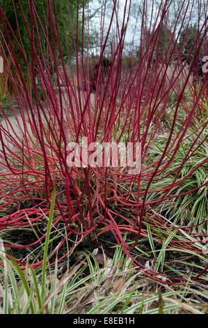 CORNUS ALBA SIBIRICA UND CAREX MORROWII FISCHER FORM AN SIR HAROLD HÜGELIGER WINTERGARTEN Stockfoto