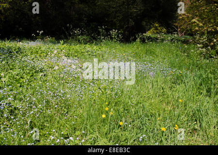 MYOSOTIS SYLVATICA Stockfoto