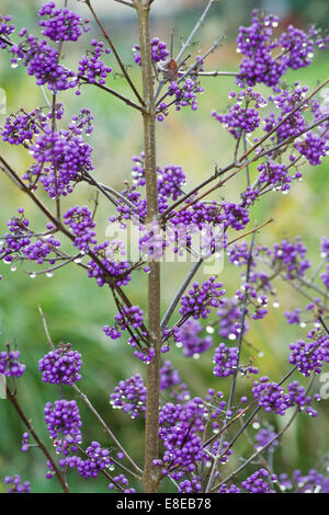 CALLICARPA BODINIERI VAR GIRALDII FÜLLE Stockfoto