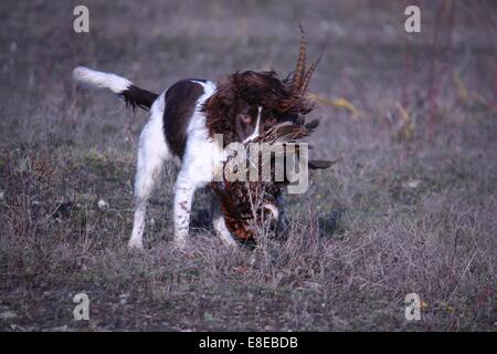 Leber und weißen arbeiten Art Englisch Springer Spaniel Haustier Jagdhund abrufen ein Fasan Stockfoto