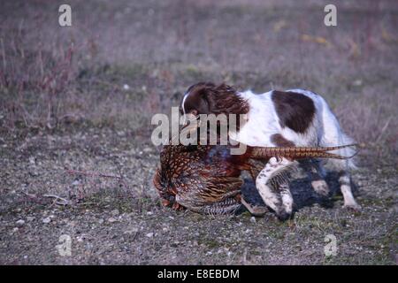 Leber und weißen arbeiten Art Englisch Springer Spaniel Haustier Jagdhund abrufen ein Fasan Stockfoto