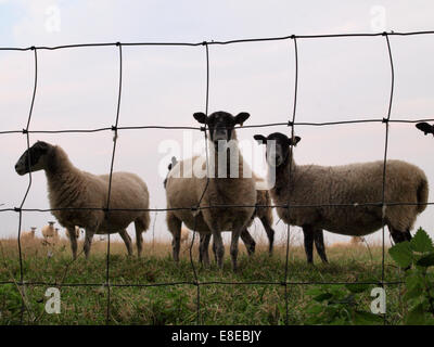 Schafe, die auf der Suche durch Zaun, Dorset, Großbritannien Stockfoto