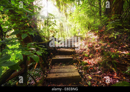 Trekking Trail führt durch Dschungellandschaft des tiefen tropischen Regenwaldes. Hintergrund bei Doi Inthanon Park, Thailand Reisen Stockfoto