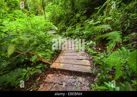 Trekking Trail führt durch Dschungellandschaft des tiefen tropischen Regenwaldes. Hintergrund bei Doi Inthanon Park, Thailand Reisen Stockfoto