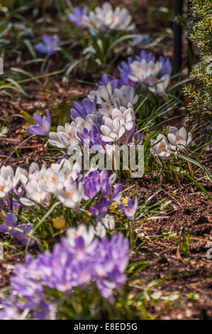 Lila und weißen Krokusse Stockfoto