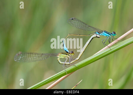 paar von blau-tailed Libellen Paarung während thront auf einem Rasen stammen, Camargue, Frankreich. Stockfoto