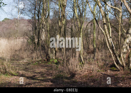 Calthorpe breit. SSSI; Ramsar; Nationale Natur-Reserve. ESA. Folge. Schilf (Phragmites SP.), Moorbirke (Betula Pubescens) Stockfoto